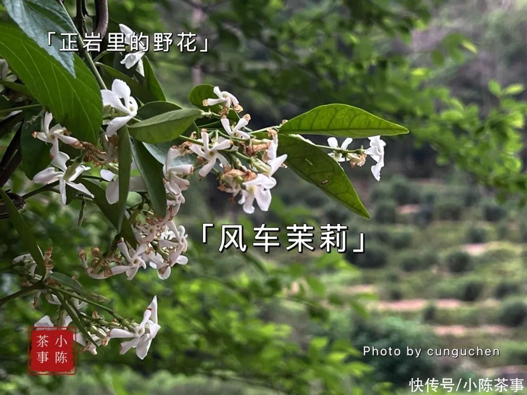 来自茶友灵魂的呐喊，你的岩茶是外山的，短泡袋和8克茶就是证据