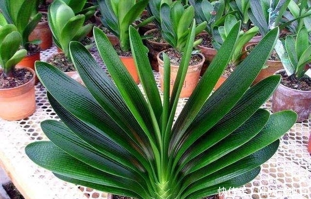  种植|花卉种植技术：君子兰不开花是什么原因，施肥不当通风不畅！