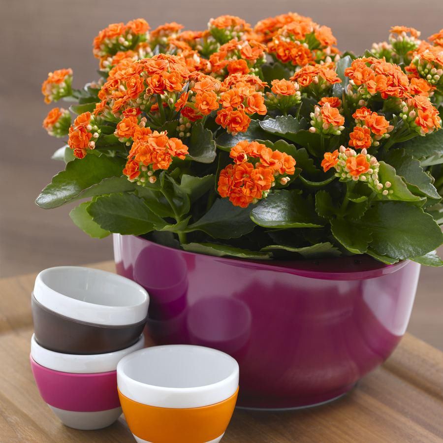 难题|长寿花出现黑腐，找准原因，轻松解决黑腐难题！