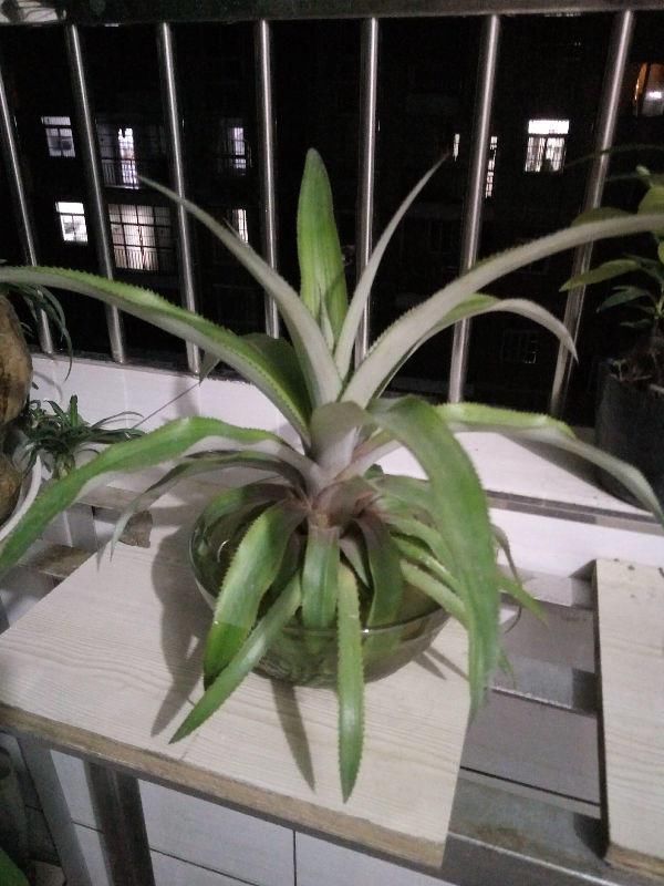 从头到脚|菠萝是个“宝”,从头到脚全有用,扔掉就是浪费