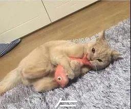 居然|铲屎官怀孕后，狗狗居然是这样的反应......