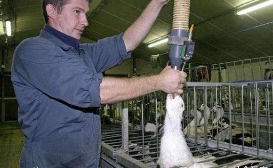 人能|法国人很困惑,这样东西这么贵,为何中国人能把它当下酒菜