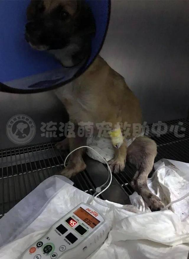  沿街乞讨|演技不如狗？“残疾”狗拖着双腿沿街乞讨，围观群众却说：别管它！