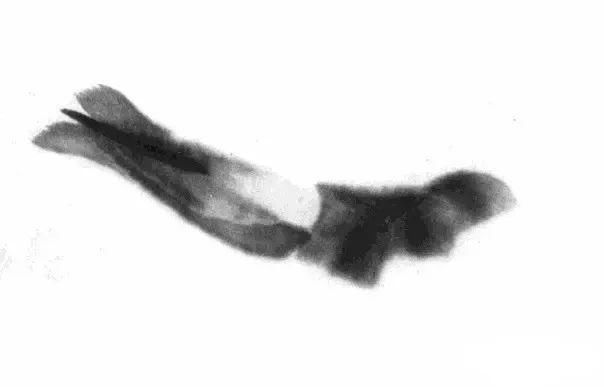  画法|怎么画鱼虾蟹蛙、写意《趣》画法