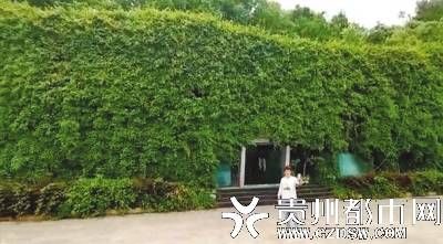  成网|远望像座山！“绿房子”成网红房