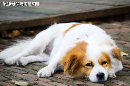  经验|【养宠经验】狗的伤口化脓了，阔不阔以使用人的药物？