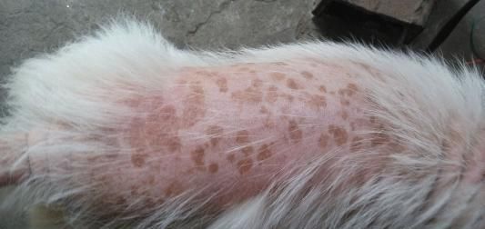  夏天|宠物医生整理5种狗狗夏天最常见的疾病！对症下手，建议收藏