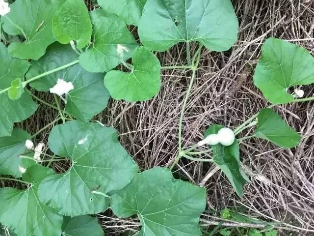  玉米地|东明老家玉米地里看到的一幕，令人......