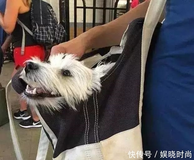 地铁|带狗上地铁会发生什么事情?狗子:我可爱了,也被撸秃了