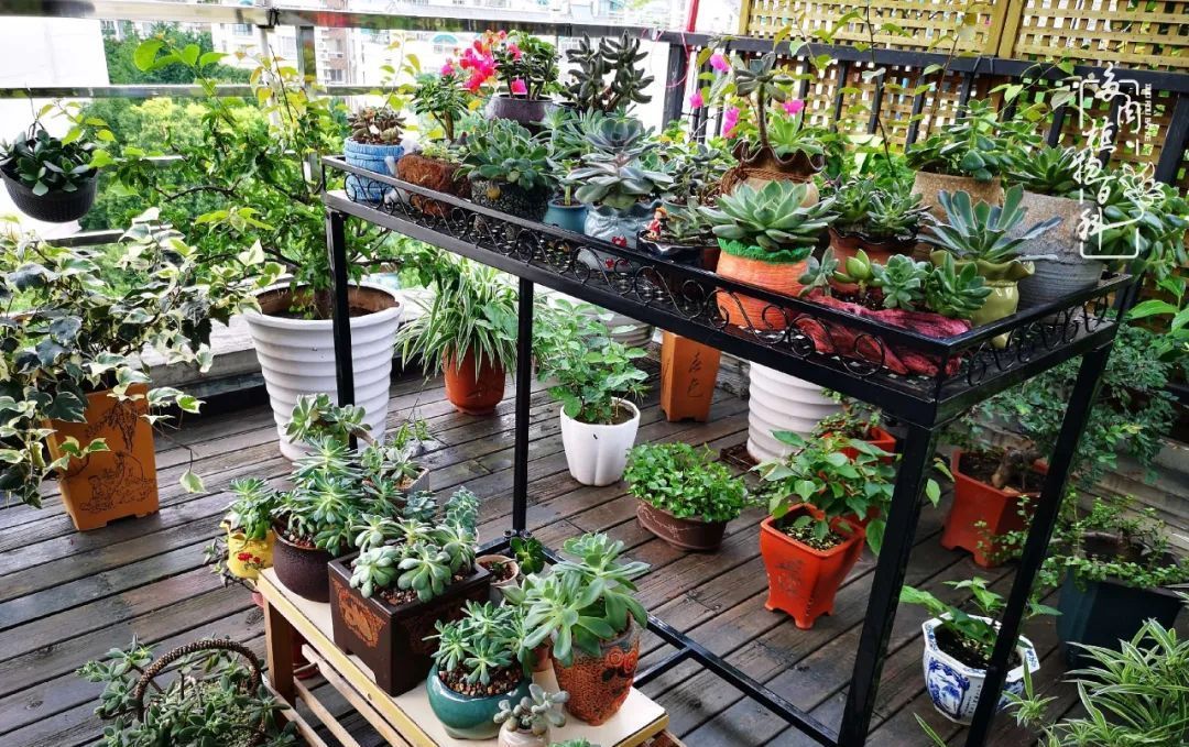  萌化|当粉粉的多肉捧在手心，我体验到了什么叫“萌化了心”