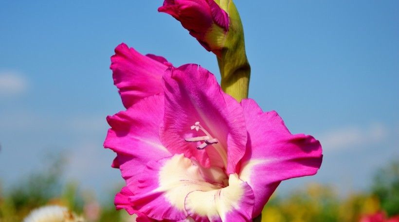  生肖兔|下半年，事业有贵人，爱情有桃花，财源广阔的4大生肖