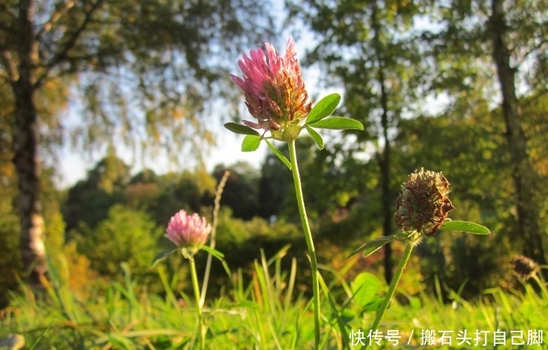 相随|9月桃花绚烂,将和和美美到白头,真爱到老永相随的四大生肖!