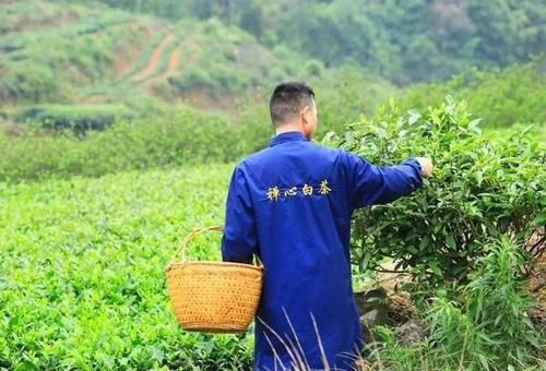 舒心|“太姥山”修行之人，古法制成的老白茶，喝着舒心