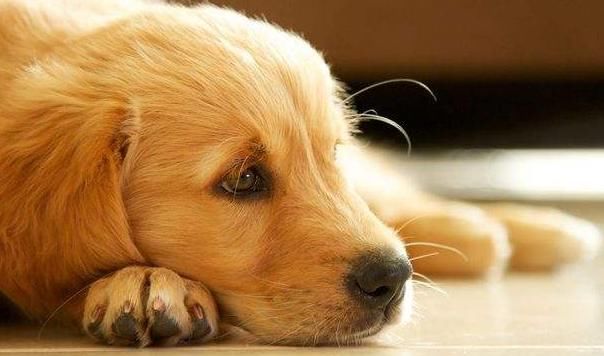  留心|狗狗人，您已走到人生十字路口，明天开始要“留心”了！