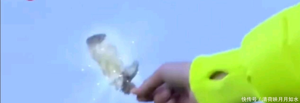 影响|东方卫视极限挑战节目组致歉,尽管没有实际采摘,但影响不好