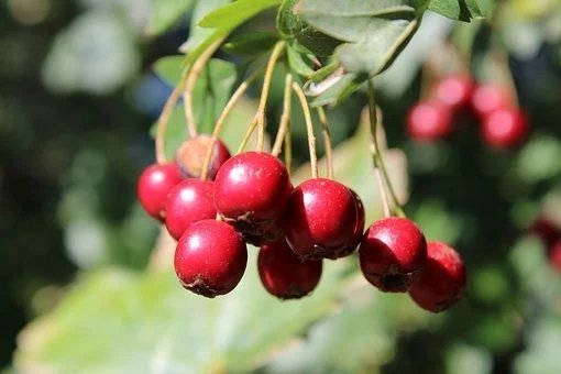 巨高|这些水果热量堪比吃肉!吃着不甜,但含糖量巨高!别再随便吃了!