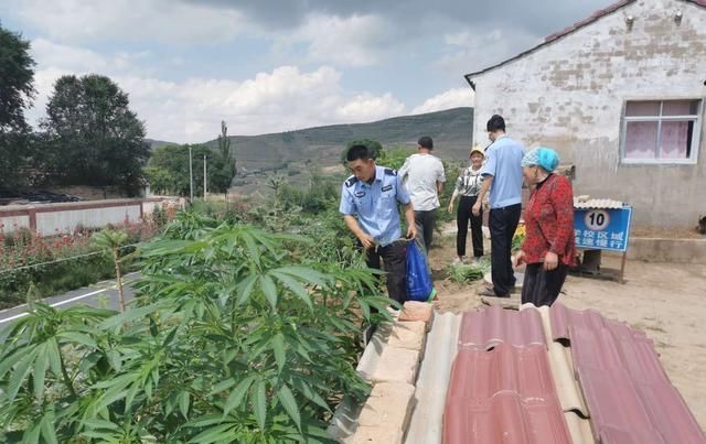  毒品原植物|西吉县马建乡连片联动开展禁种踏查工作