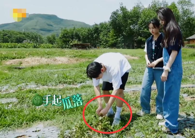  西瓜|许光汉也卖白痴人设了？摘掉未熟西瓜，何老师表情有内涵