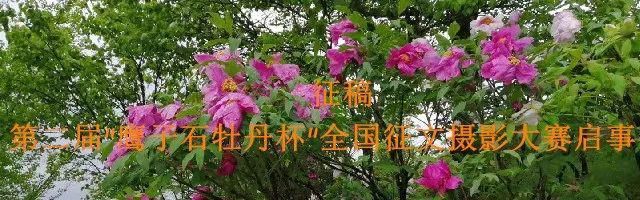  新春|??王新春 | 感谢生活