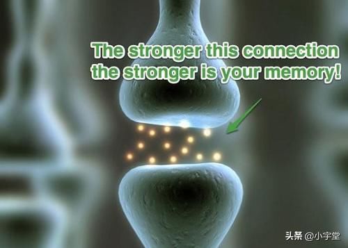 自由回忆|大脑是如何提取记忆的?