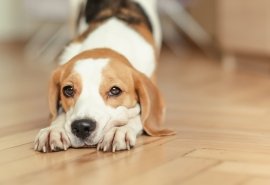  陌生人|长时间不遛狗，会造成什么后果？