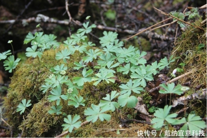  发现|活了6700万年的独叶草，民间传言其为“神药”，如今已成濒危植物