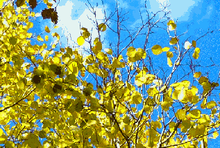 立秋|今日立秋秋风送爽~来“贴秋膘”啦！