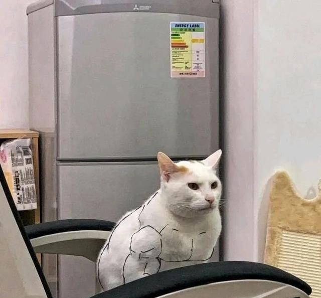  流浪|网友捡到一只瘦弱小流浪猫，几个月后变身肌肉壮汉