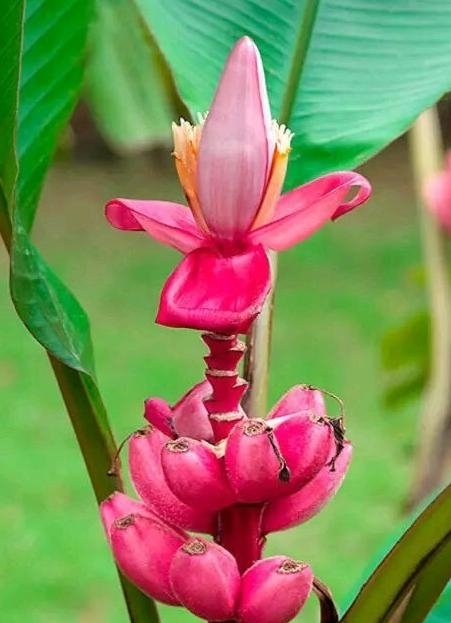 土豪|世界上最贵的4种水果,吃过1种就算土豪,最后一种能买套别墅