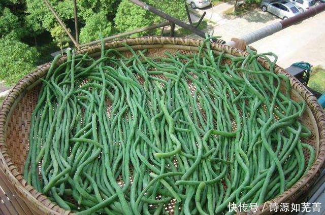  将豆角|吃不完的豆角，不要直接放冰箱，老菜农教您一招，放一年都不会坏