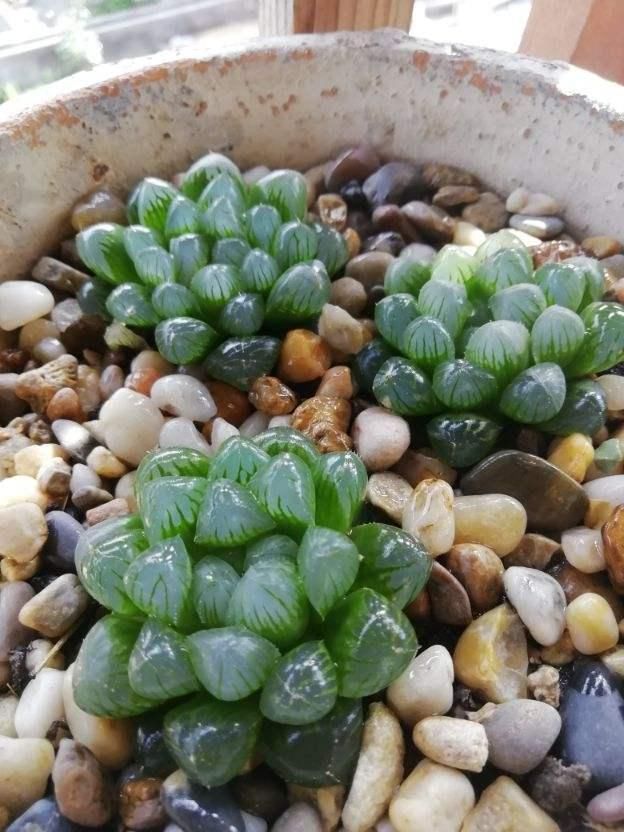  水晶|玉露灰扑扑，只要一个塑料瓶，立马变成“水晶玉露”