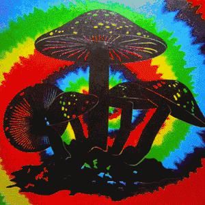  缅甸|又有两人吃菌中毒死亡！两个月内，缅甸掸邦已有四人死亡