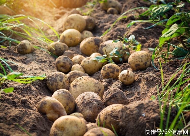 超市卖的土豆越来越大，是打了膨大剂吗？会对身体有害、致癌吗？2023