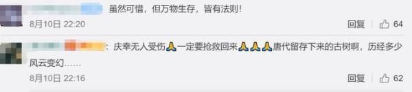  唐代|广东1100多岁古榕树倒塌：种植于唐代末年，当地正在抢救