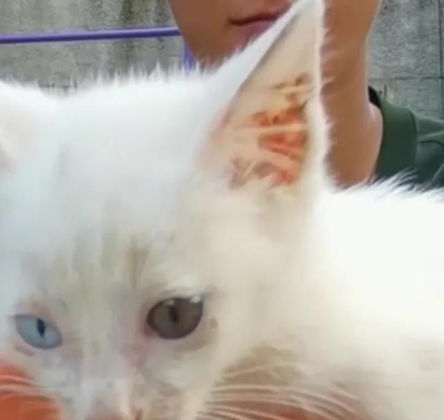  掉色|武警巡堤时捡到小橘猫，收编为“军喵”后，发现竟然掉色了...
