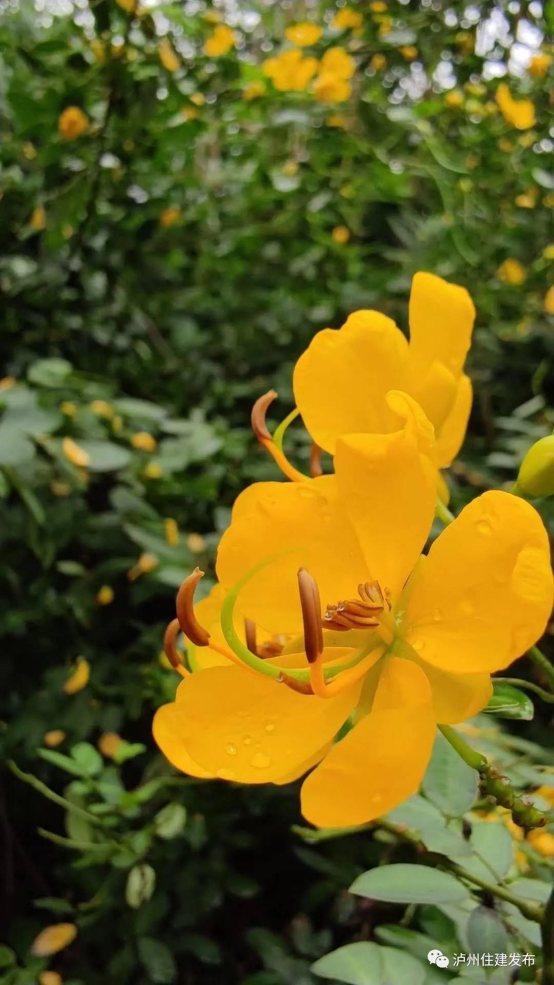 黄花|十月花事｜黄花槐盛情不衰点亮一城秋色