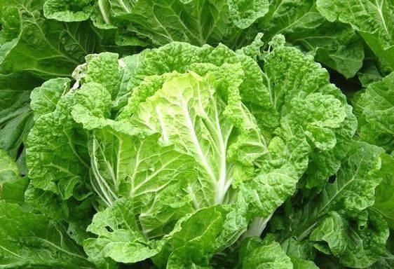  没病|提个醒：炒大白菜不可放此物，吃了就是没病找病，早知早好