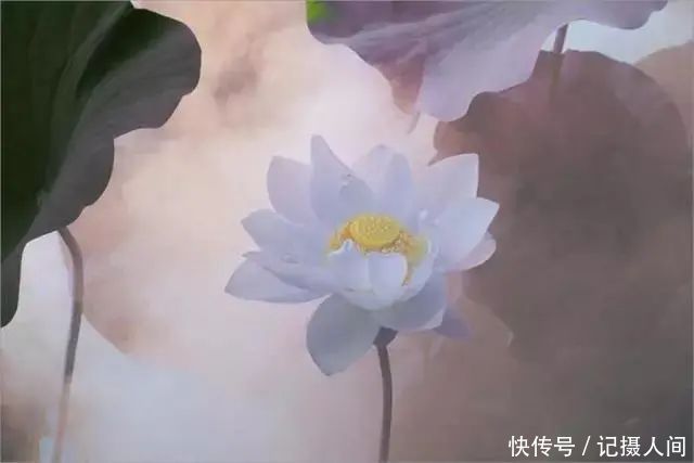  莲花|一个老外拍的荷花，惊艳