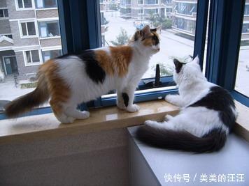 为啥|拽猫尾巴真的会“拉稀”吗?为啥阴天猫咪爱洗脸?了解下猫的感官