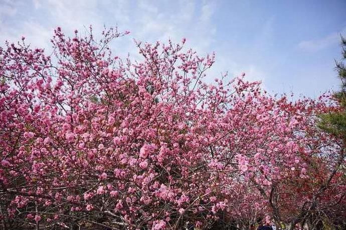  注定|属猴人：2020年运势一路高升，注定福禄双全！