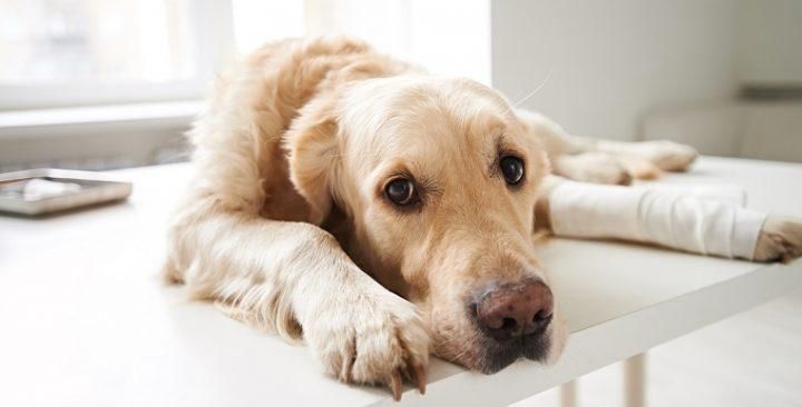 疾病|犬骨癌的症状、原因和治疗