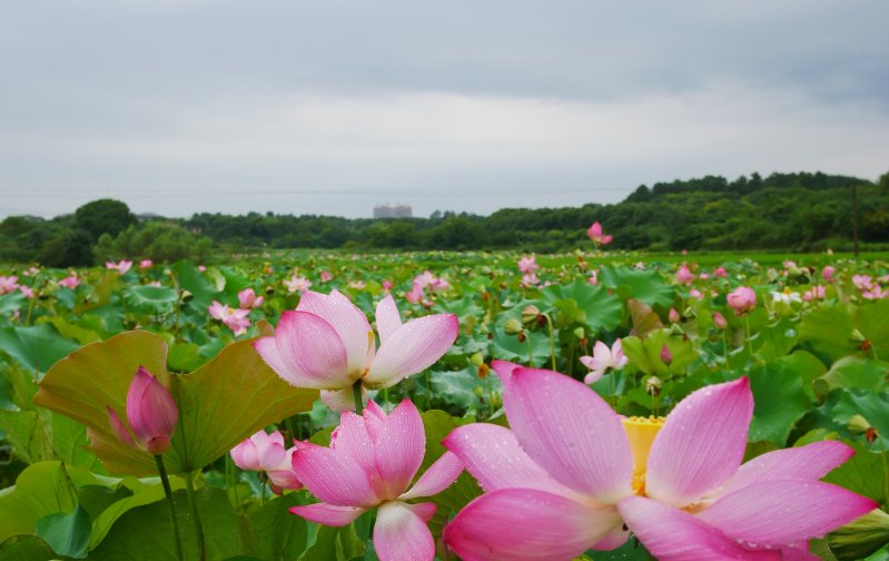  四大|8月开始运势一路走高，财运朽木逢春，富贵来袭的四大属相