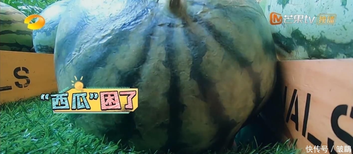  综艺|今年最好笑的综艺！胡军杨洋领着一群男人天南海北地玩捉迷藏