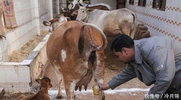 赞不绝口|印度男子卖牛尿每年获利百万,人们喝了之后赞不绝口