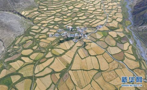  河谷|拉萨河谷：大地流金迎丰收