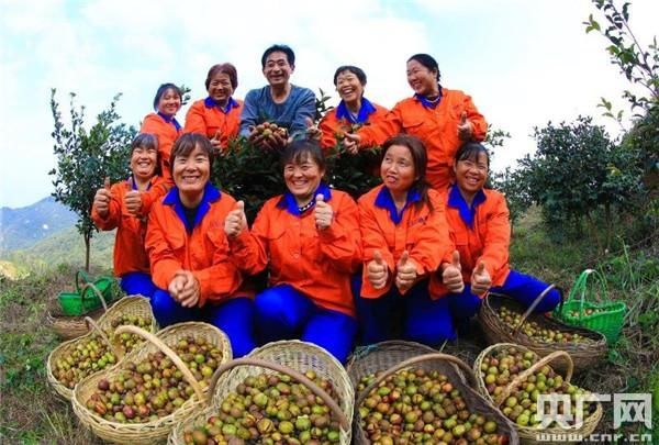  油茶种植|河南桐柏：有机油茶遍山岗山区农民喜洋洋