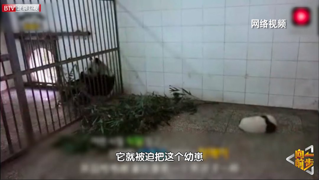 文明|《向前一步》向十一长假不文明行为“开战”拒绝以爱为名的伤害