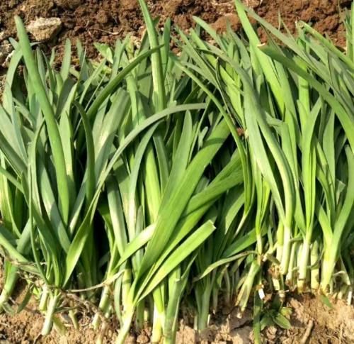 净沥干水|别再拿韭菜炒鸡蛋,试试这么做,顿顿多吃两碗饭,大人小孩都爱吃