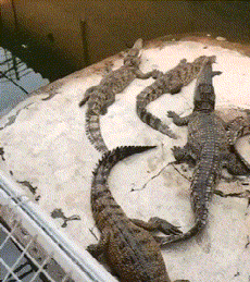  默契|搞笑GIF：好基友，总是这么默契，吸二手烟