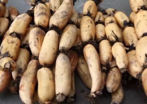  记住|买莲藕，7孔的和9孔的哪个好？30年藕农：记住4点，准没错